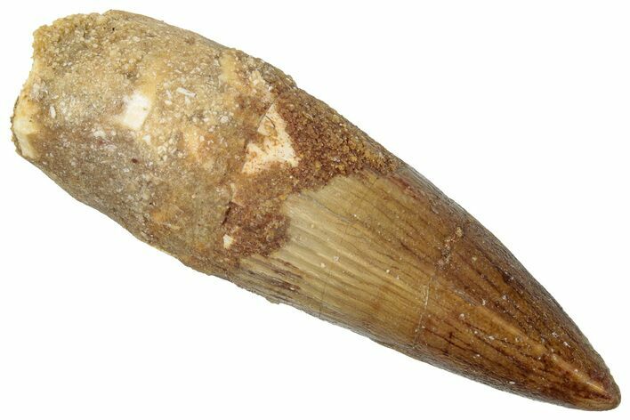 Fossil Spinosaurus Tooth - Real Dinosaur Tooth #269283